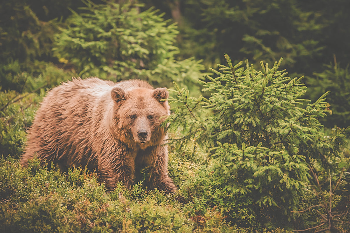 Hunting knife, No.03 Brown Bear